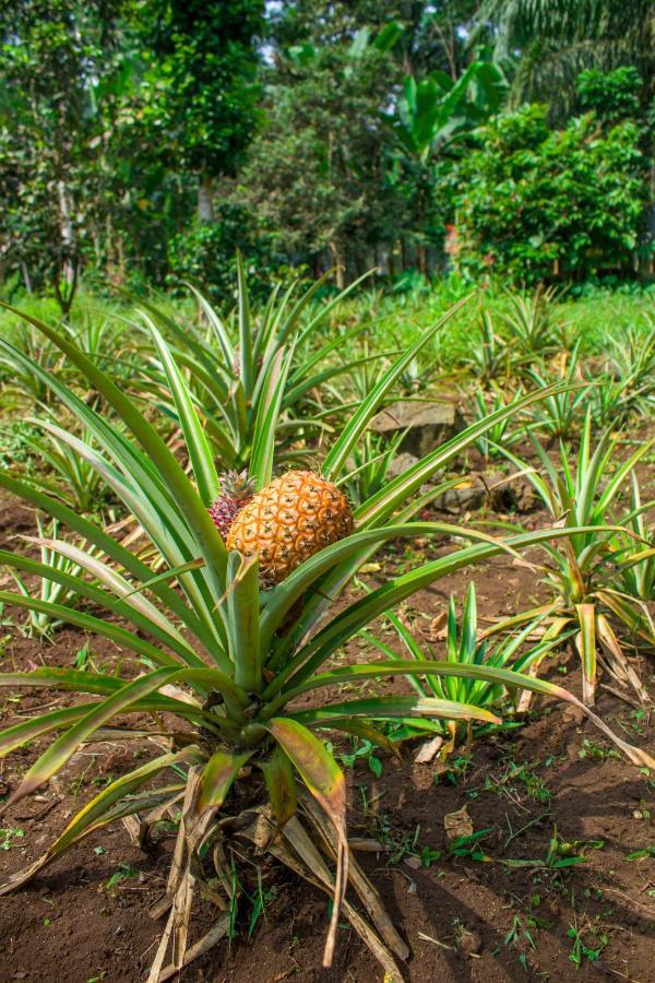 Welfare Agroturismo Milagrosa Bagian luar foto